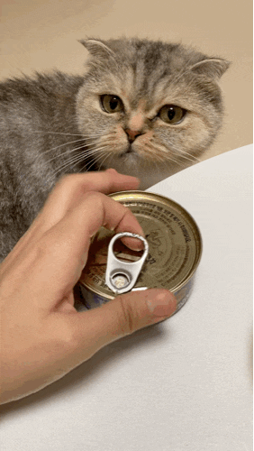동원 고양이 습식캔 뉴트리플랜 ‘디쉬’ 휴먼그레이 기호성 좋은 고양이 캔
