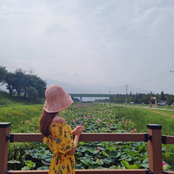 경남 양산 맛집 룸식당 노포일식 황산공원 연꽃피는시기 8월 부산근교 코로나 여행지