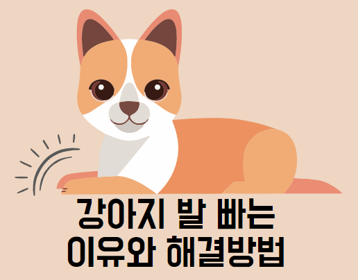 강아지 발 빠는 이유(강아지 발사탕)와 해결방법 알려드려요.