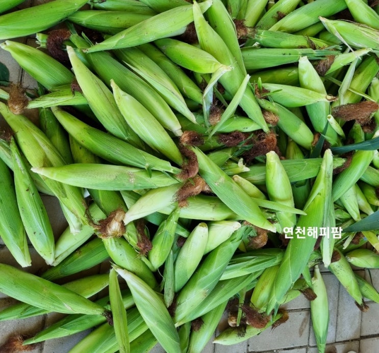  노지 꽈리고추 청양고추 옥수수 수확