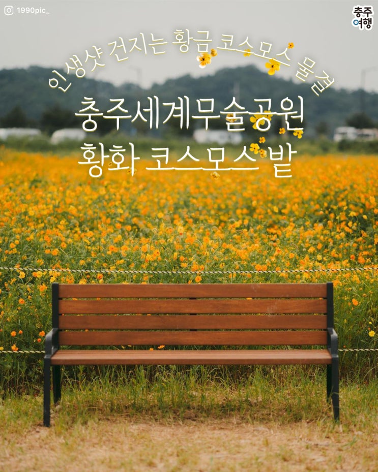  충주 데이트코스 - 초가을 반가운 노란 꽃밭 물결 - 충주 황화코스모스 (무술공원)