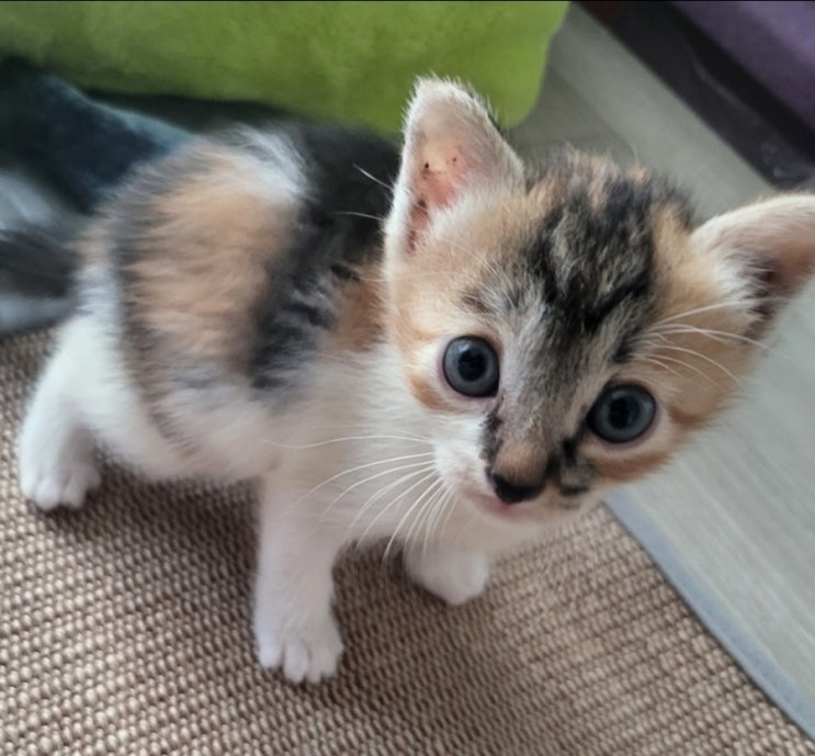 고양이 입양 1개월령 여아 춘식이의 가족이 되어주세요 고양이 입양 1개월령 여아 춘식이의 가족이 되어주세요