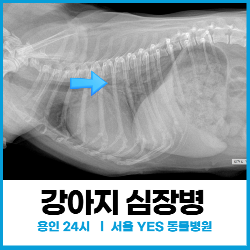  [내과] 강아지 심장병, 이첨판 폐쇄부전으로 인한 폐수종, 강아지 숨이 가빠지고 헥헥거릴 때(용인24시동물병원)