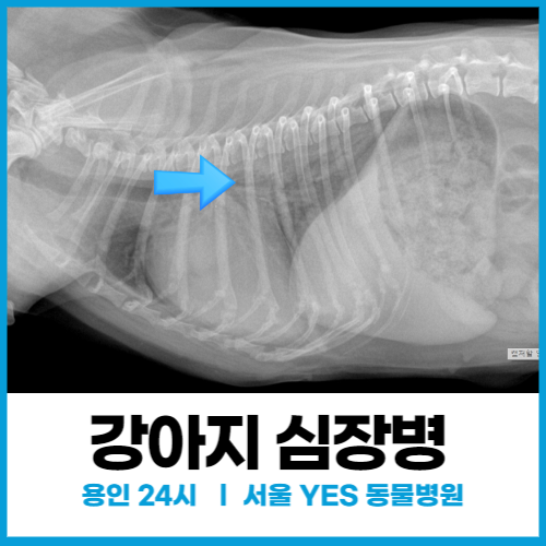 [내과] 강아지 심장병, 이첨판 폐쇄부전으로 인한 폐수종, 강아지 숨이 가빠지고 헥헥거릴 때(용인24시동물병원)