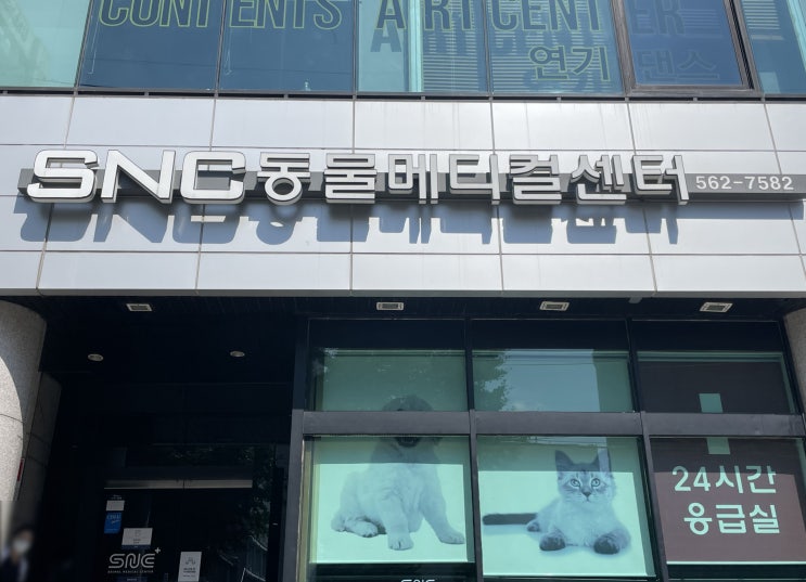  강남 24시동물병원 역삼 SNC동물메디컬센터에서 후지골절 고양이 검진 받고 왔어요!
