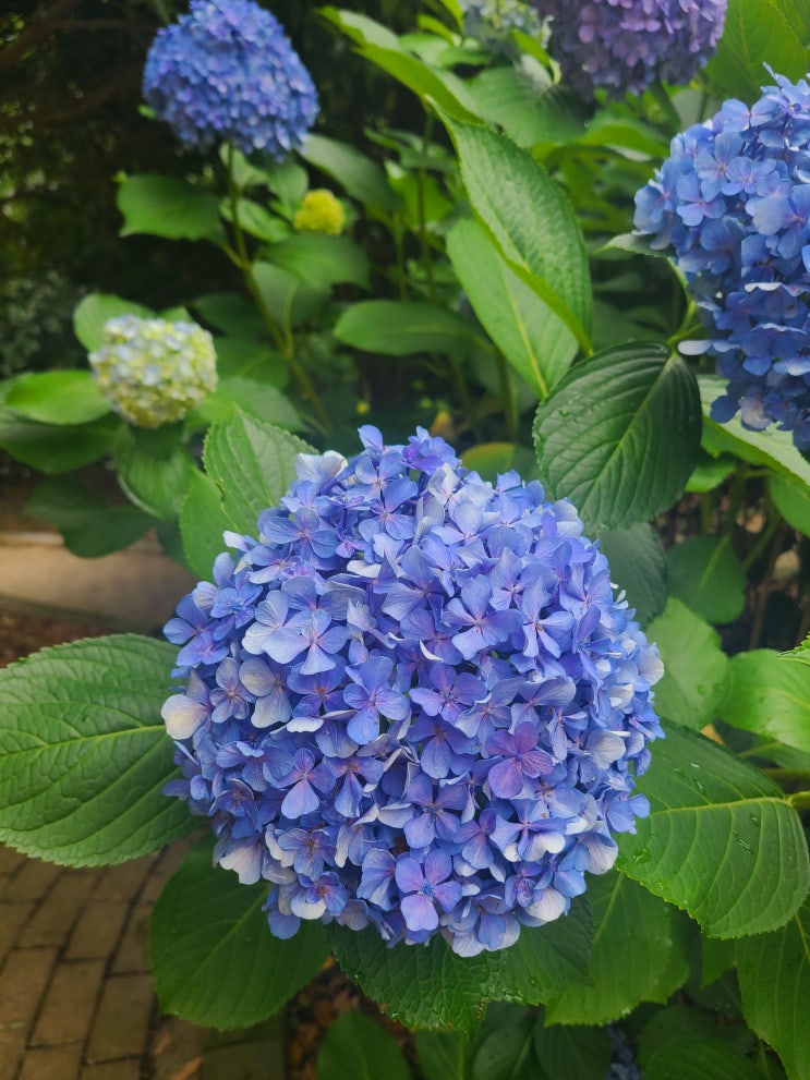  [경제 금융 용어 700선](361-370)실질임금,실효환율,아세안거시경제조사기구,아시아개발은행,아시아인프라은행,APEC,애그플레이션,양도성예금증서,양적완화정책,어음관리계좌,CMA
