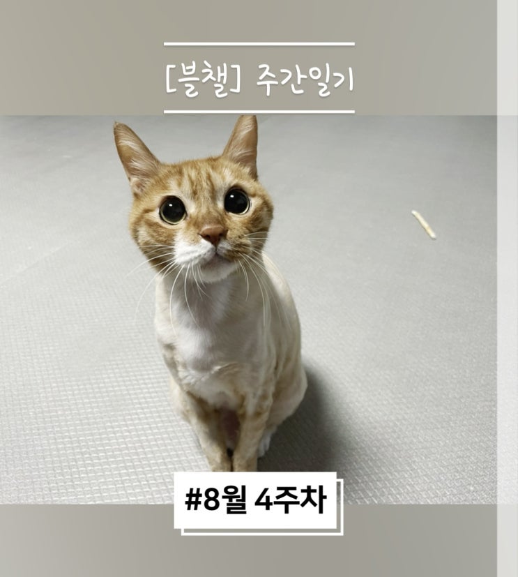  블로그 챌린지 : 8월 4주차