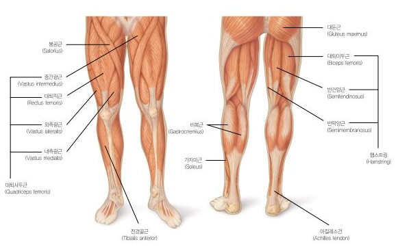 허벅지 근육 하체 근력 운동 루틴 및 역도 팁 허벅지 근육 하체 근력 운동 루틴 및 역도 팁