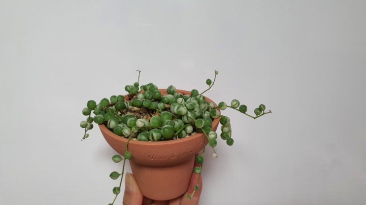  아프리카식물 콩란 보다 더 이쁜 녹영금 키우기 다육식물 How to Grow Senecio rowleyanus