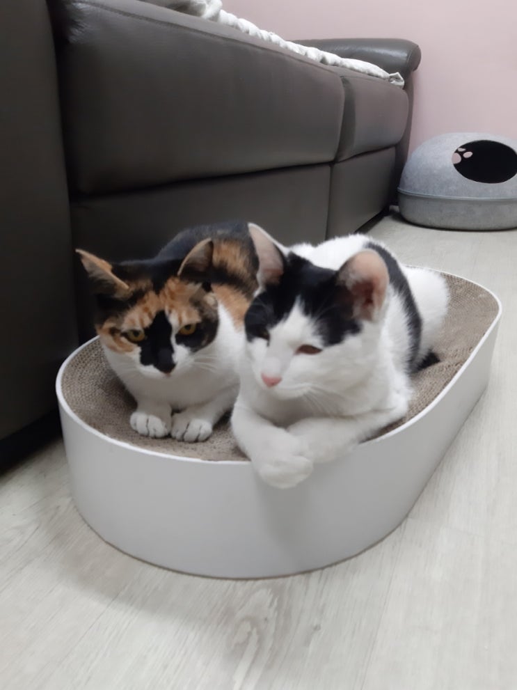 고양이 입양 10개월령 봄, 가을이 가족이 되어주세요 고양이 입양 10개월령 봄, 가을이 가족이 되어주세요