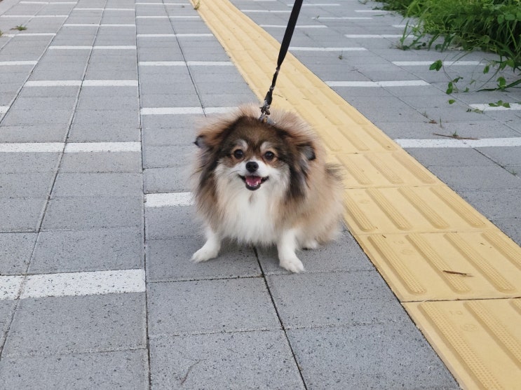  강아지 다이어트 마리와 함께 집칩 원반 던지기 놀이 운동
