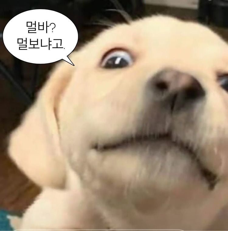 귀엽고 힙한 동물 짤모음 3탄 (강아지) / 멍멍이짤 모음집 / 멍멍! : 네이버 블로그