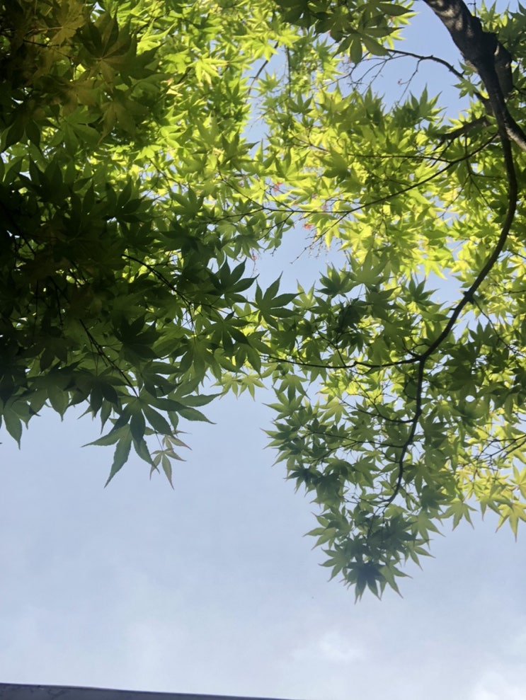  8.24 오늘의 점심 - 반계탕