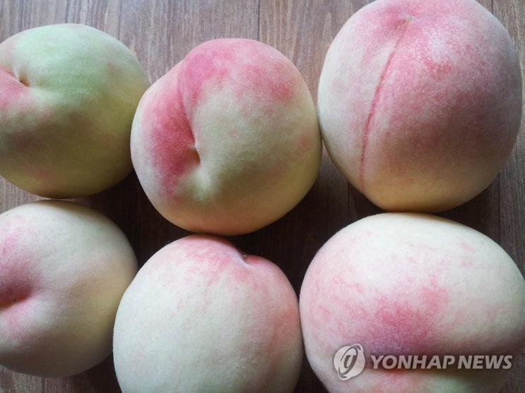 복숭아, 수박 제치고 여름 최고 인기 과일…"1인가구 증가 영향" 복숭아, 수박 제치고 여름 최고 인기 과일…"1인가구 증가 영향"