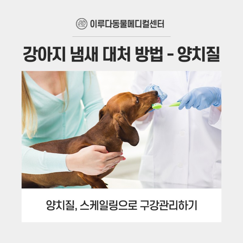 강아지 냄새나는 이유 : 귀, 입, 눈물 냄새 원인과 제거 방법 : 네이버 블로그
