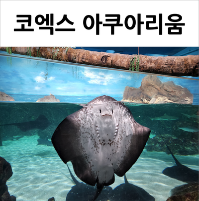  코엑스 아쿠아리움 옥토넛 테마존으로 더욱 풍부해진 볼거리