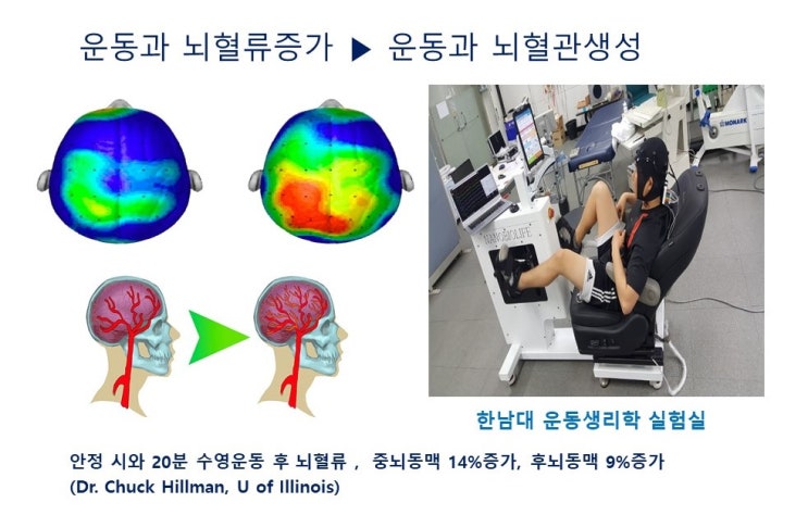  운동과 치매(dementia), 뇌신경세포의 생성과 뇌유래신경성장인자(BDNF)