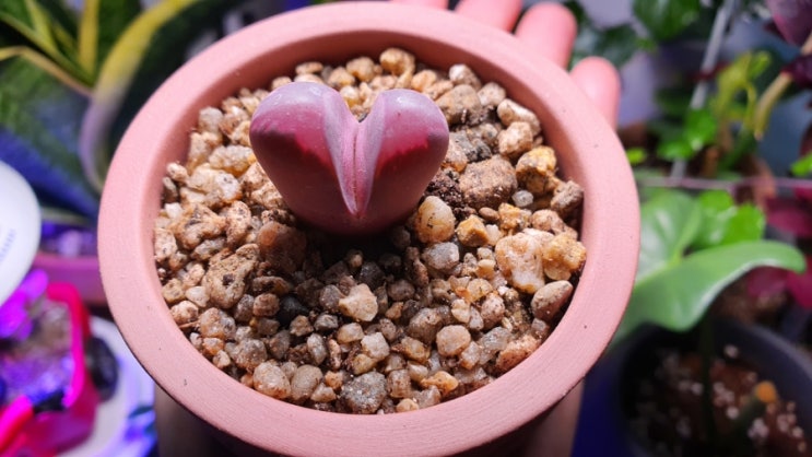  집에서 식물키우기 아프리카식물 루비 리톱스 옵티카 루브라 루비 탈피 How to Grow Lithops Optica Rubrac