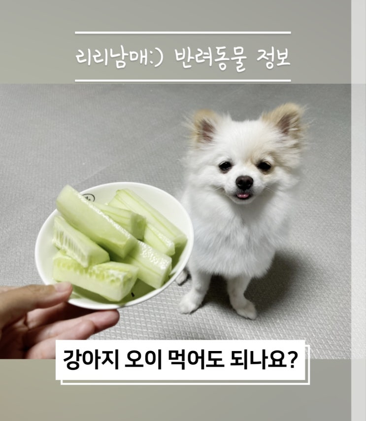  강아지 오이 먹어도 될까요? 오이 효능과 급여방법