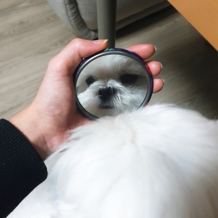  메타인지 키우기 - 메타인지를 가장 효율적으로 높이는 방법