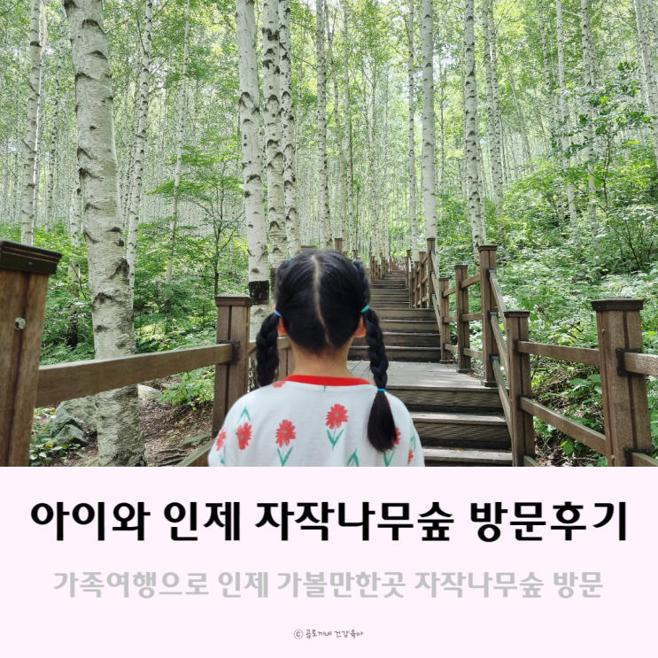 인제 가볼만한곳 초1아이와 자작나무숲 다녀온 후기