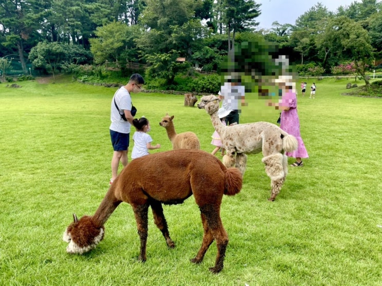  제주 아이랑 가볼만한 곳! 애월 동물원 화조원 :: 알파카목장, 동물 먹이주기, 수국정원