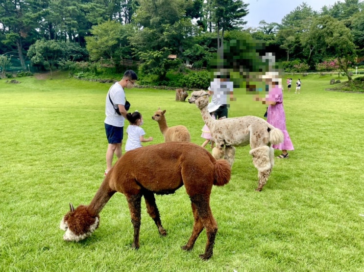 제주 아이랑 가볼만한 곳! 애월 동물원 화조원 :: 알파카목장, 동물 먹이주기, 수국정원