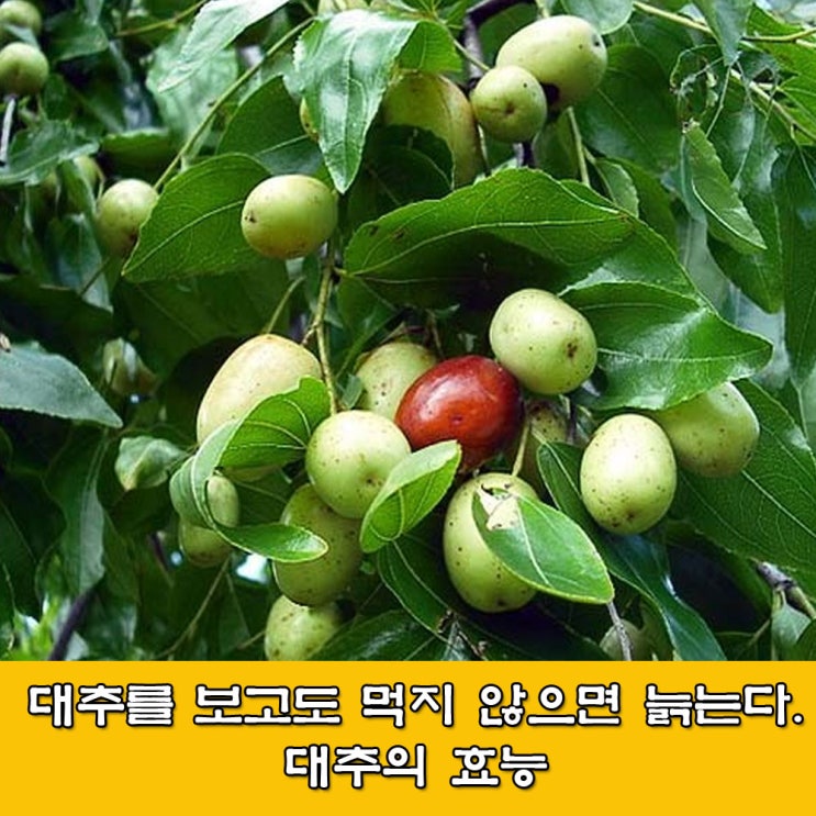  대추, 대추의 효능, 대추차