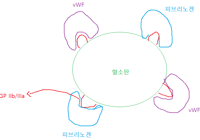 지혈 과정 - 혈소판 응괴 형성 : 네이버 블로그