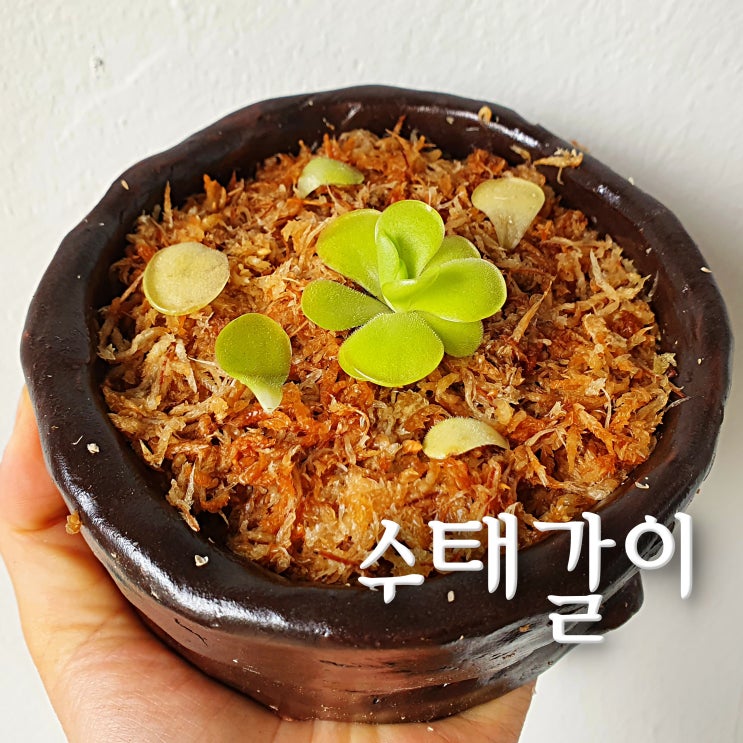  에셀리아나 티나  수태 100% 분갈이하기