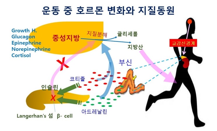  경기 전 탄수화물의 섭취, 운동형태, 운동목적, 섭취시점, 인슐린반응, 근글리코겐과 혈당