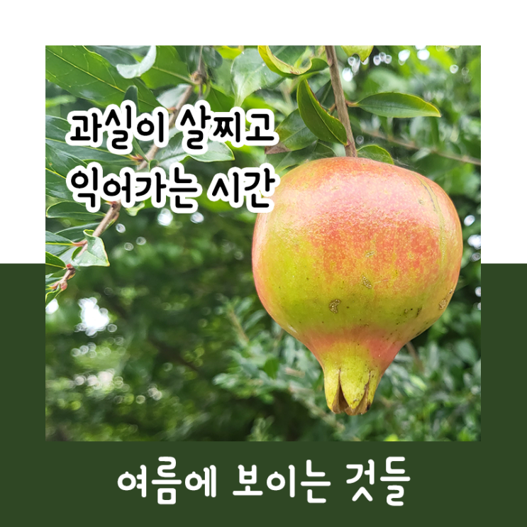  과실이 살찌고 익어가는 시간