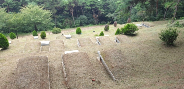  [논공벌초대행] 달성보에 위치한 산소 벌초 대행작업 안전하게 마무리하였어요