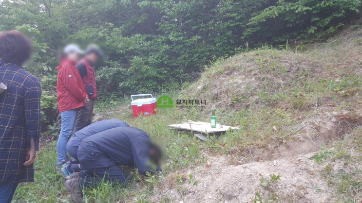  정읍 묘지이장 파묘 목렴(木廉 나무뿌리)이 드는 경우