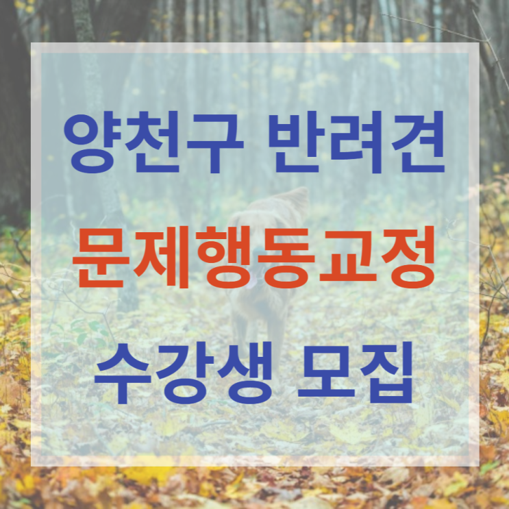  양천구 반려견 문제행동교정 수강생모집