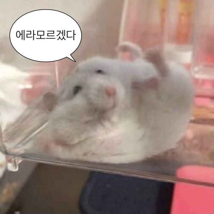 귀엽고 힙한 동물 짤모음 4탄 (햄스터) / 햄짤 모음집 / 말랑쫀득찹쌀떡... : 네이버 블로그