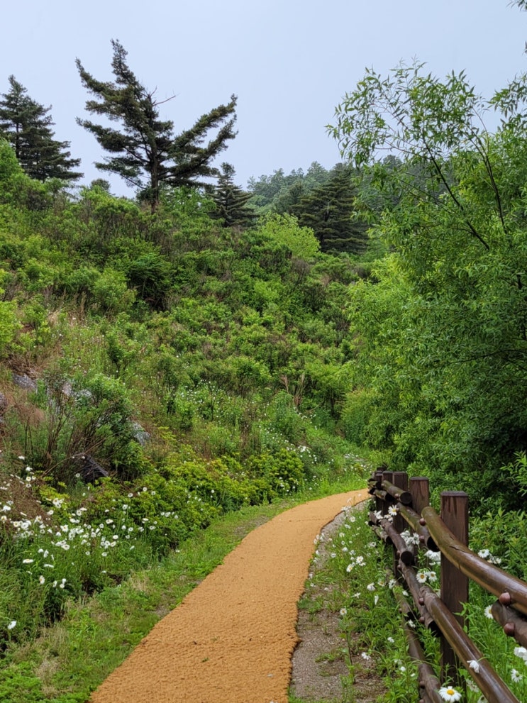 가평 잣향기푸른숲 산책하기 좋은 산림치유 힐링명소 (가평 여행 가볼만한곳)