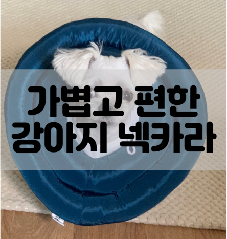  강아지 넥카라 가볍고 편해서 일상생활도 문제없음