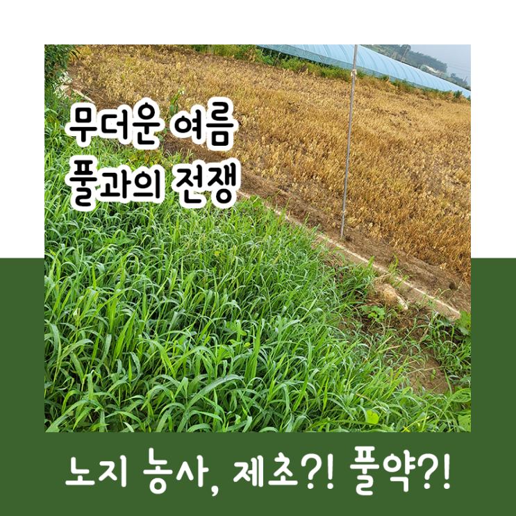  무더운 여름, 풀과의 전쟁