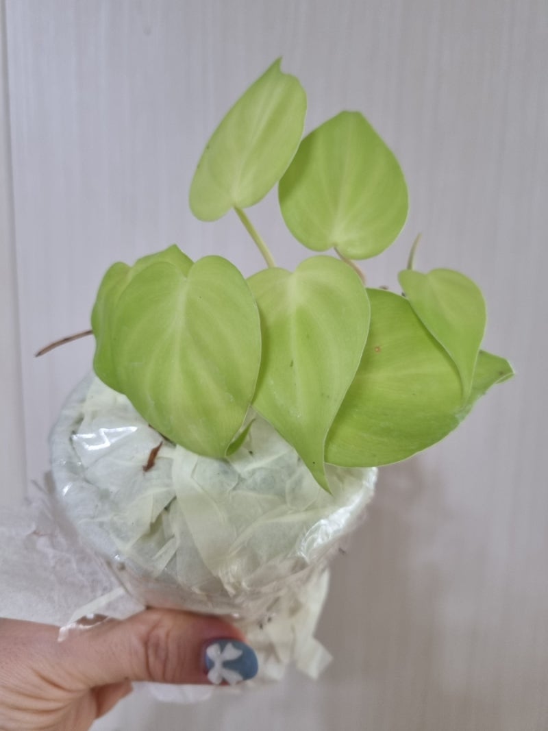 필로덴드론 옥시카르디움 라임 Philodendron Oxycardium Lime : 네이버 블로그