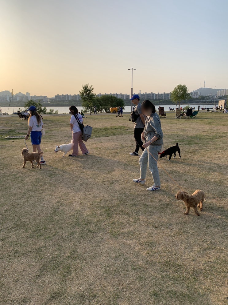 브리딩 그룹 산책 훈련 - 서초구 그룹산책수업 후기!