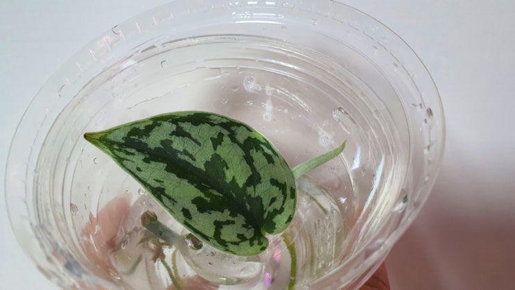  키우기 쉬운 실내 공기정화식물 스킨답서스 실버레이디 수경재배 How to Grow Scindapsus pictus in Water