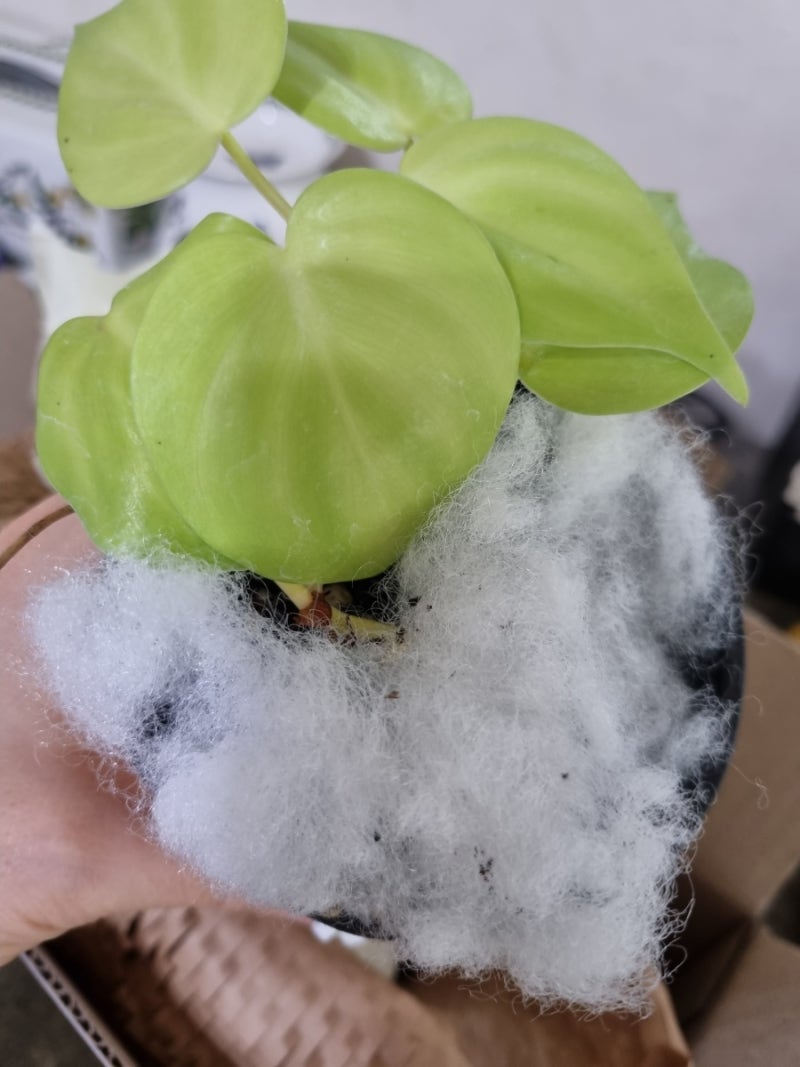 필로덴드론 옥시카르디움 라임 Philodendron Oxycardium Lime : 네이버 블로그