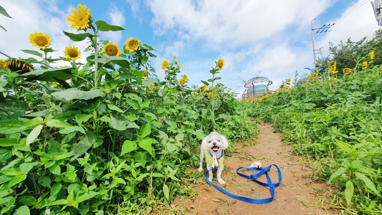  고창 가볼만한곳 학원농장 8월은 해바라기 밭 애견동반가능