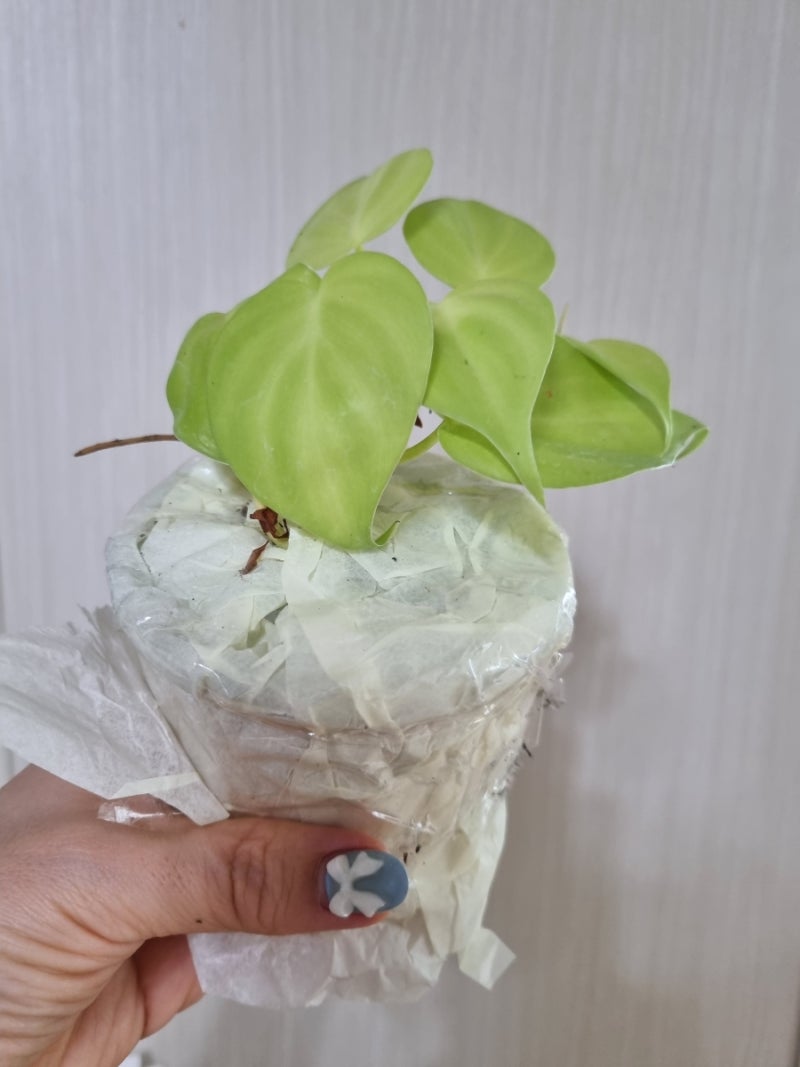 필로덴드론 옥시카르디움 라임 Philodendron Oxycardium Lime : 네이버 블로그