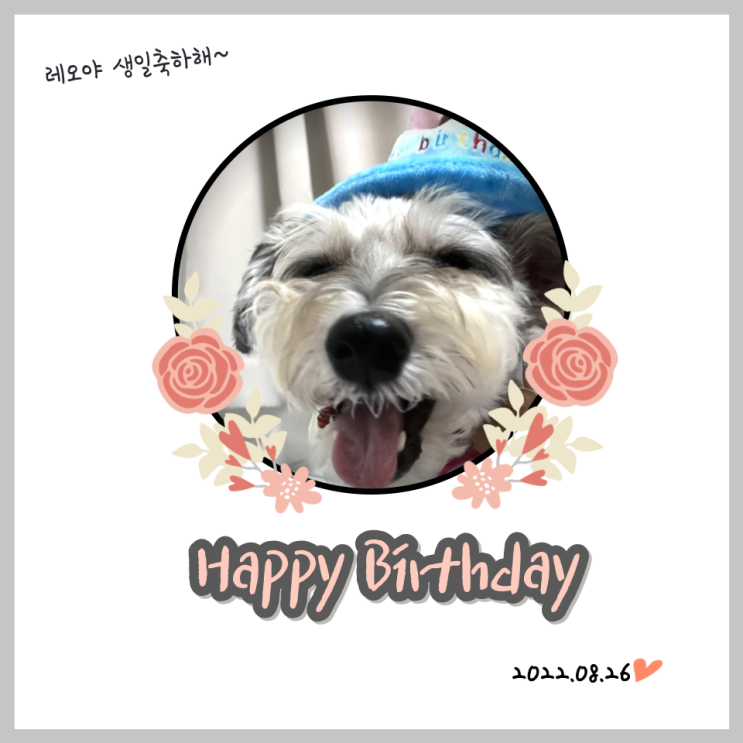  [슈나우저 레오] 악동 레오의 8번째 생일
