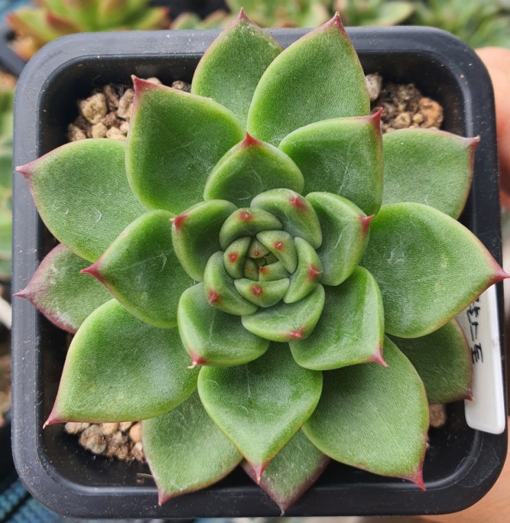  찰스톤