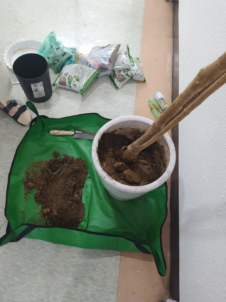 죽어가는 회사 나무화분 살리기 죽어가는 회사 나무화분 살리기