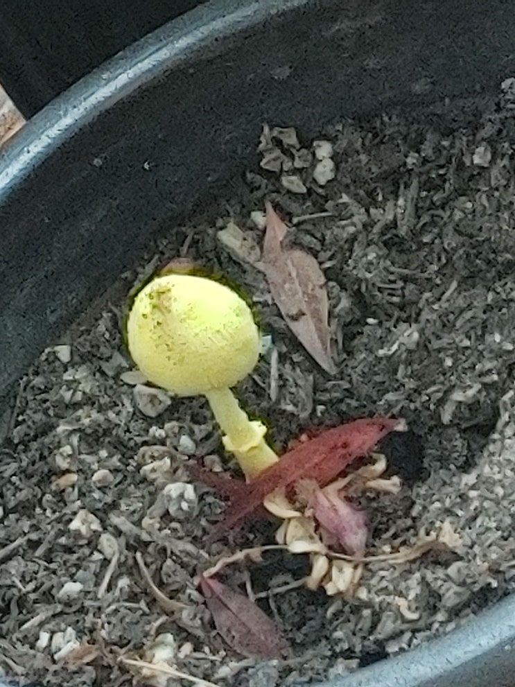 식집사