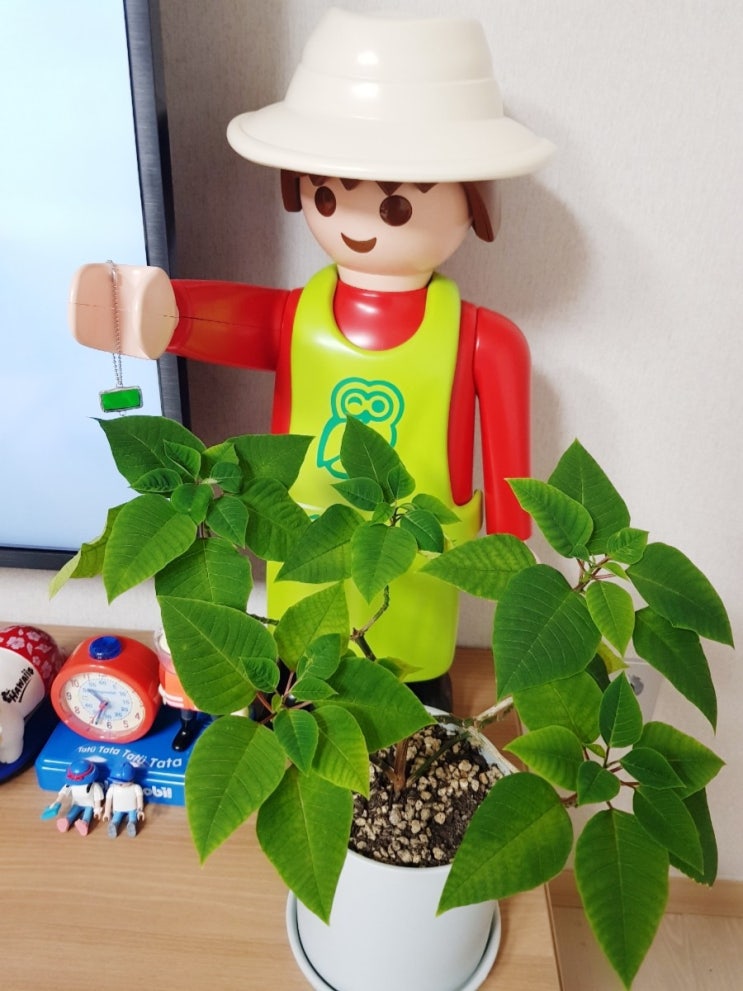  초보 식집사 단지네 반려식물/파인애플 키우기/이오난사 클럼프 형성 중..등등